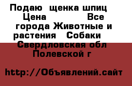 Подаю. щенка шпиц  › Цена ­ 27 000 - Все города Животные и растения » Собаки   . Свердловская обл.,Полевской г.